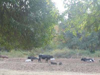 Bosques de Valsaín y Real Sitio de La Granja: Ruta de Senderismo; excursiones semana santa piedralav